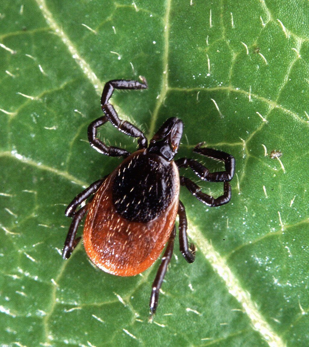 Common Tick Species in Huntsville Alabama